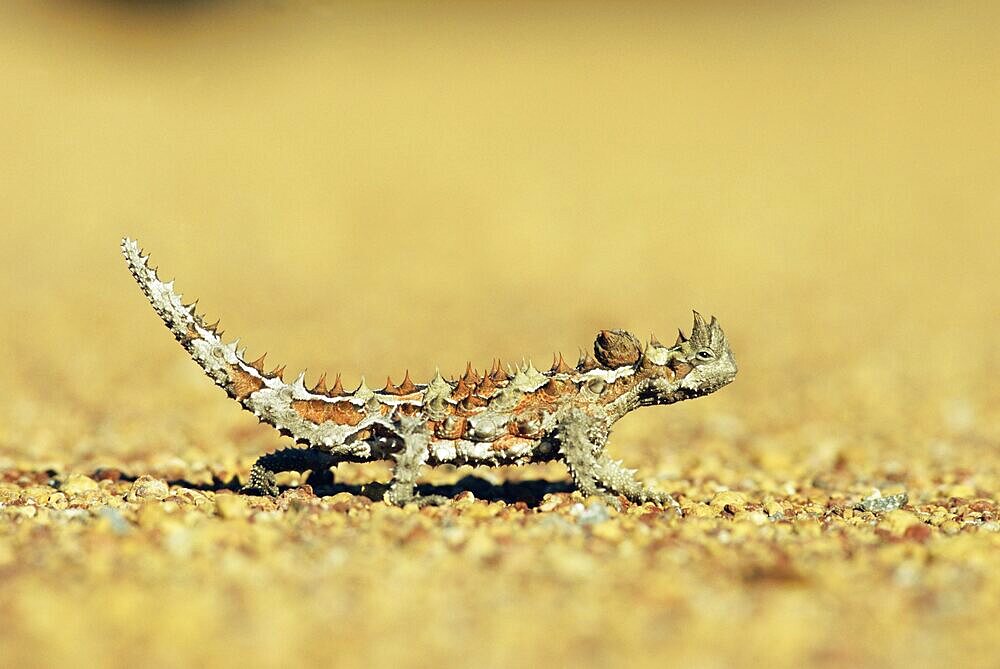 Thorny devil, Moloch horridus, Kalbarri National Park, Western Australia, Australia, Pacific