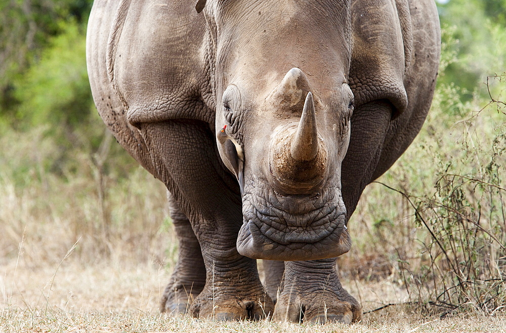 White rhino (Ceratotherium simum), with redbilled oxpecker (Buphagus erythrorhynchus), Royal Hlane National Park, Swaziland, Africa