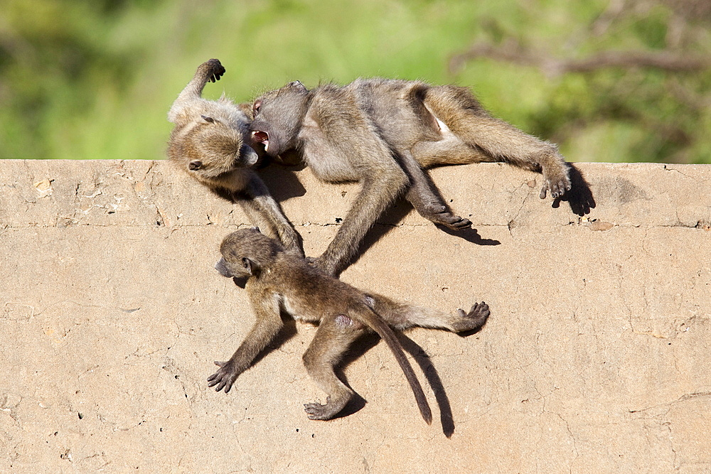 Chacma baboons (Papio cynocephalus ursinus) playing, Kruger National Park, Mpumalanga, South Africa, Africa