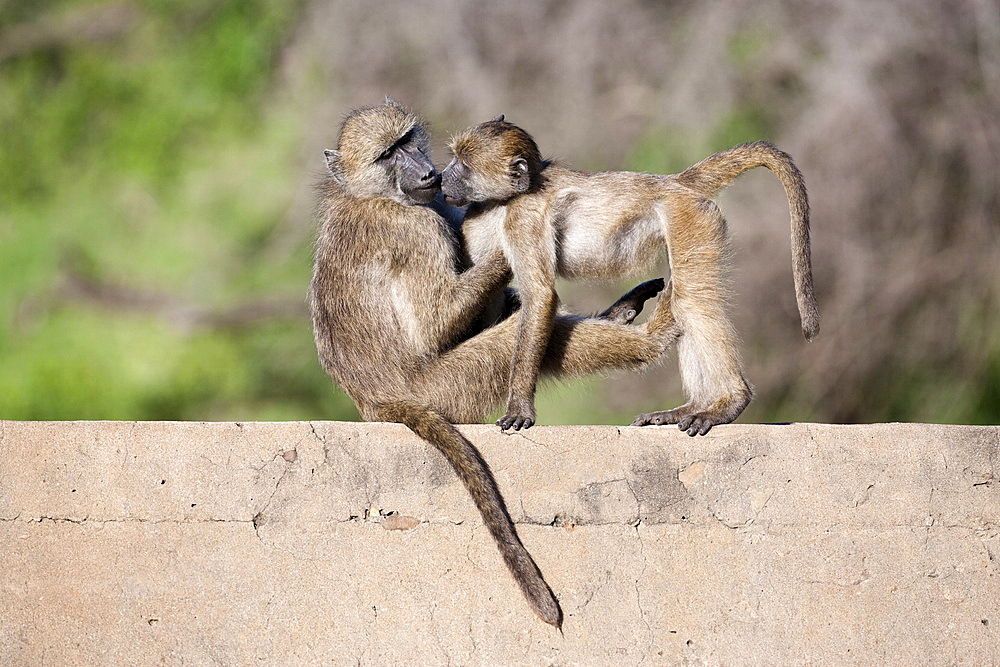 Chacma baboons (Papio cynocephalus ursinus) playing, Kruger National Park, Mpumalanga, South Africa, Africa