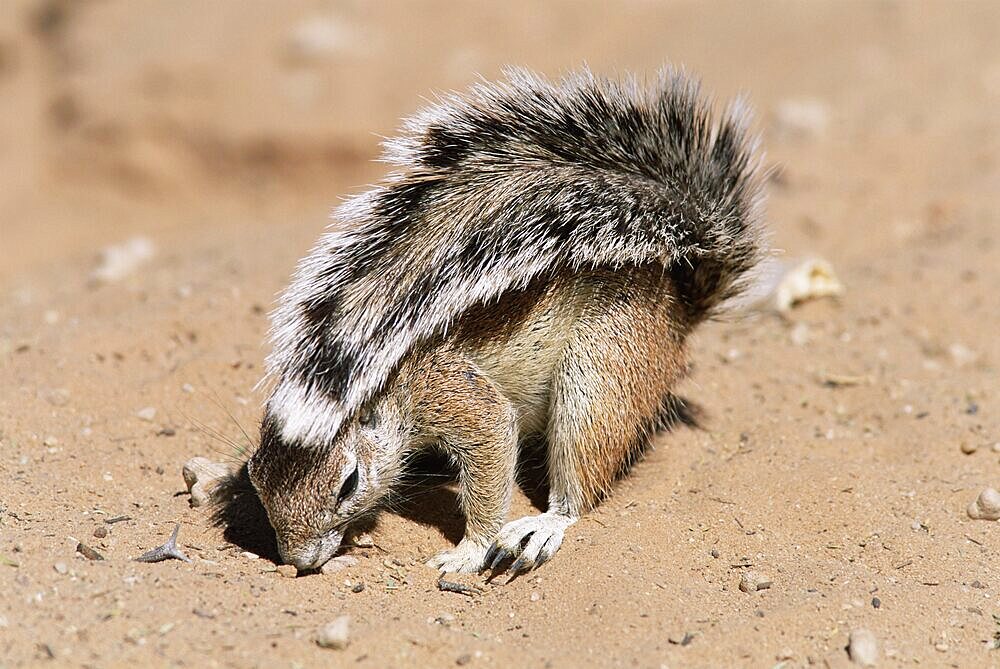 Ground squirrel, Xerus inauris, shading itself with its tail, Kalahari, South Africa, Africa