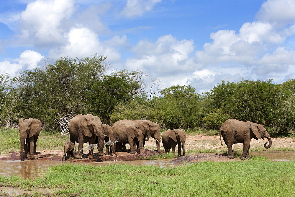 Elephant herd, Kruger National Park, South Africa, Africa