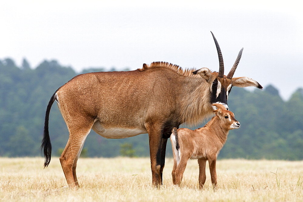 Roan (Hippotragus equinus) with baby, Mlilwane Nature Reserve breeding programme, Swaziland, Africa