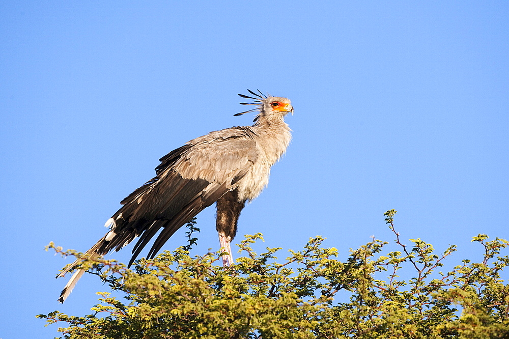 Secretarybird (Sagittarius serpentarius) at roost, Kgalagadi Transfrontier Park, South Africa, Africa