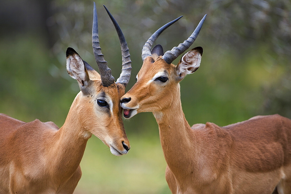 Impala (Aepyceros melampus), males allogrooming, Kruger National Park, Mpumalanga, South Africa, Africa