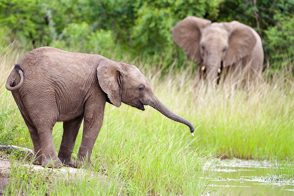 Young African elephant (Loxodonta africana) drinking, Hluhluwe Umfolozi Park, Kwazulu Natal, South Africa, Africa