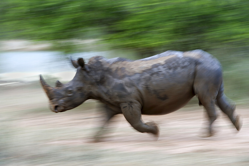 White rhino (Ceratotherium simum) charging, Hlane Royal National Park game reserve, Swaziland, Africa