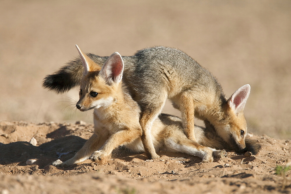 Cape fox (Vulpes chama) cubs playing, Kgalagadi Transfrontier Park, Northern Cape, South Africa, Africa