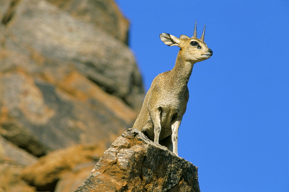 Klipspringer (Oreotragus oreotragus), Augrabies Falls, South Africa, Africa