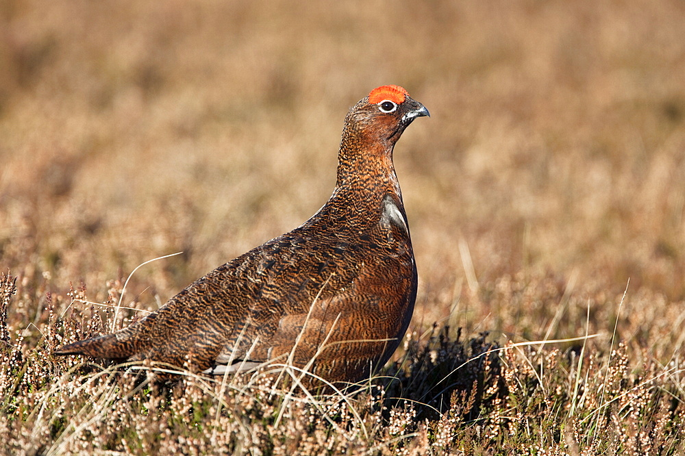 Red grouse (Lagopus lagopus), male, in heather, County Durham, England, United Kingdom, Europe