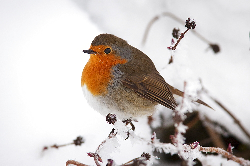 Robin (Erithacus rubecula), in snow, United Kingdom, Europe