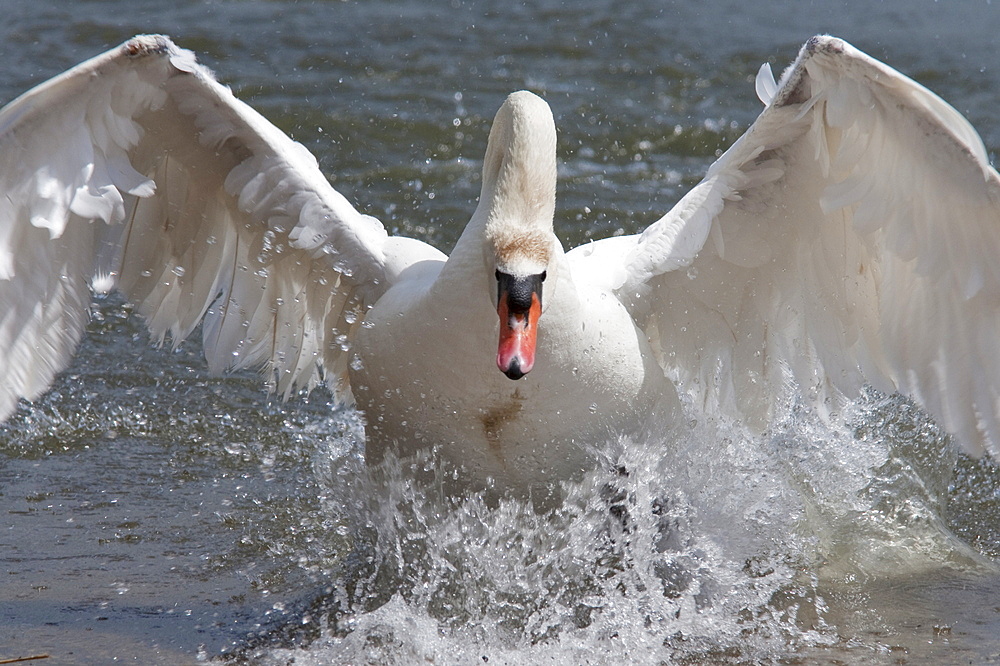 Mute swan (Cygnus color), taking off, Abbotsbury Swannery, Dorset, England, United Kingdom, Europe