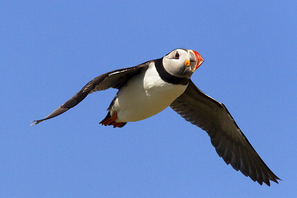 Puffin (Fratercula arctica), flying, Farne Islands, Northumberland, England, United Kingdom, Europe