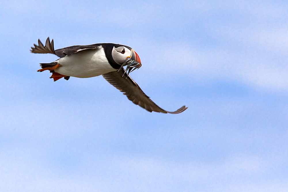 Puffin (Fratercula arctica), with fish, Farne Islands, Northumberland, England, United Kingdom, Europe