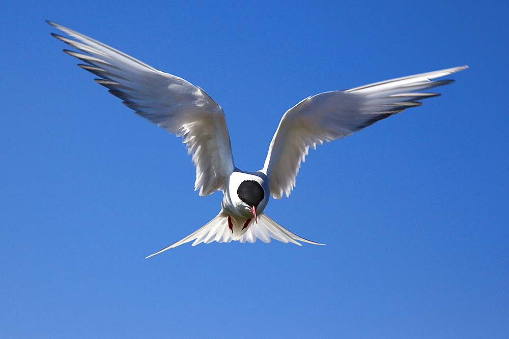 Arctic tern (Sterna paradisaea) in flight, Farne Islands, Northumberland coast, England, United Kingdom, Europe