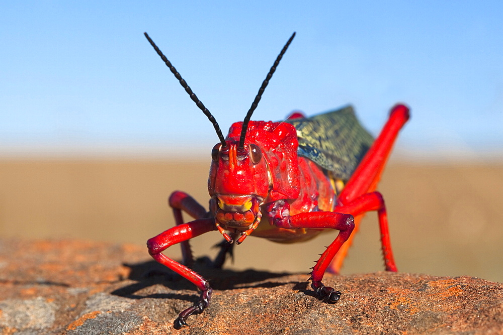 Common milkweed locust (Phymateus morbillosus), Samara private game reserve, Karoo, South Africa, Africa