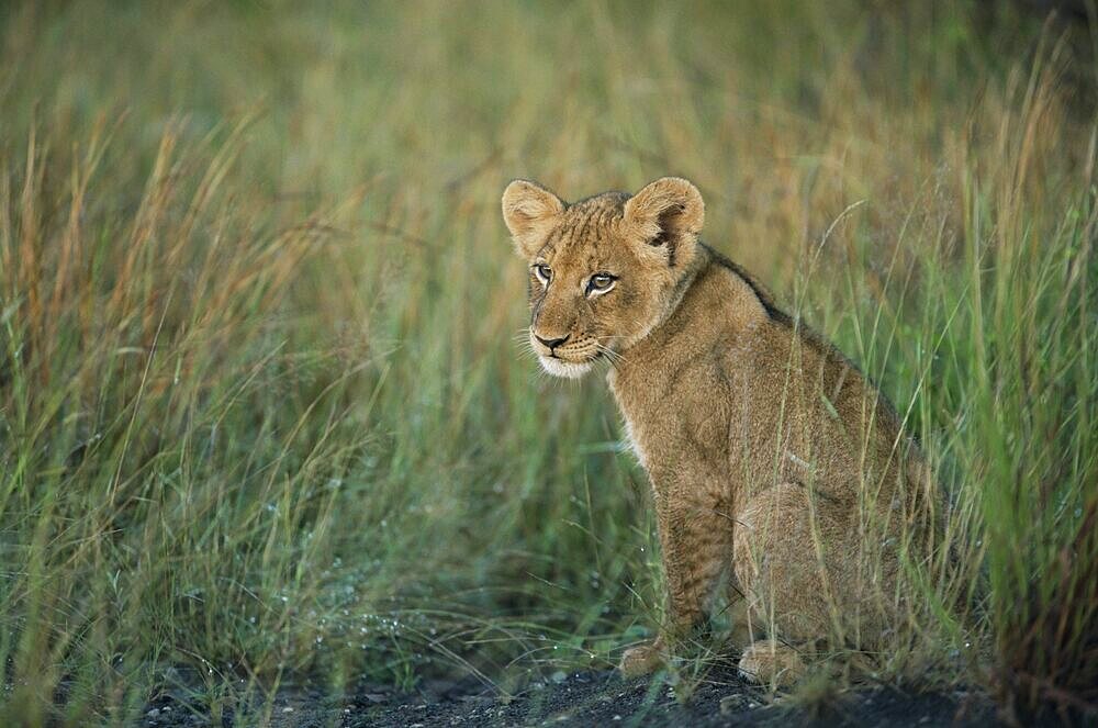 Lion cub, Panthera leo, approximately two to three months old, Kruger National Park, South Africa, Africa