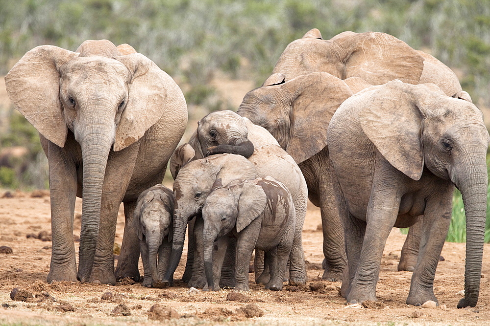 Breeding herd of elephant (Loxodonta africana), Addo Elephant National Park, Eastern Cape, South Africa, Africa