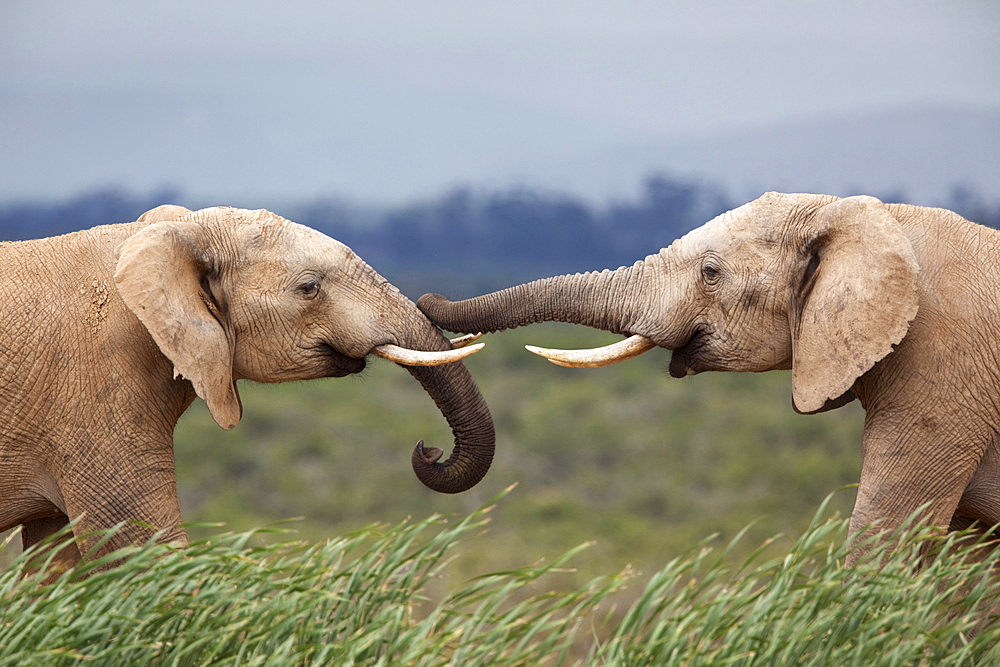 Elephants (Loxodonta africana), greeting, Addo National Park, Eastern Cape, South Africa, Africa