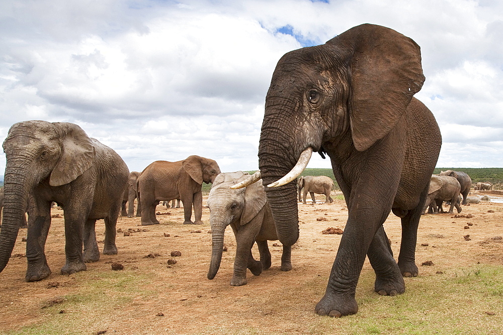 Elephants (Loxodonta africana), Addo National Park, Eastern Cape, South Africa, Africa