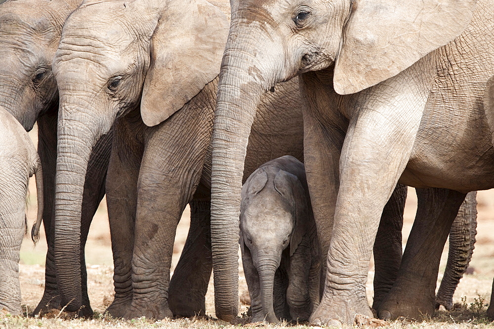 Breeding herd of elephant (Loxodonta africana), Addo Elephant National Park, Eastern Cape, South Africa, Africa