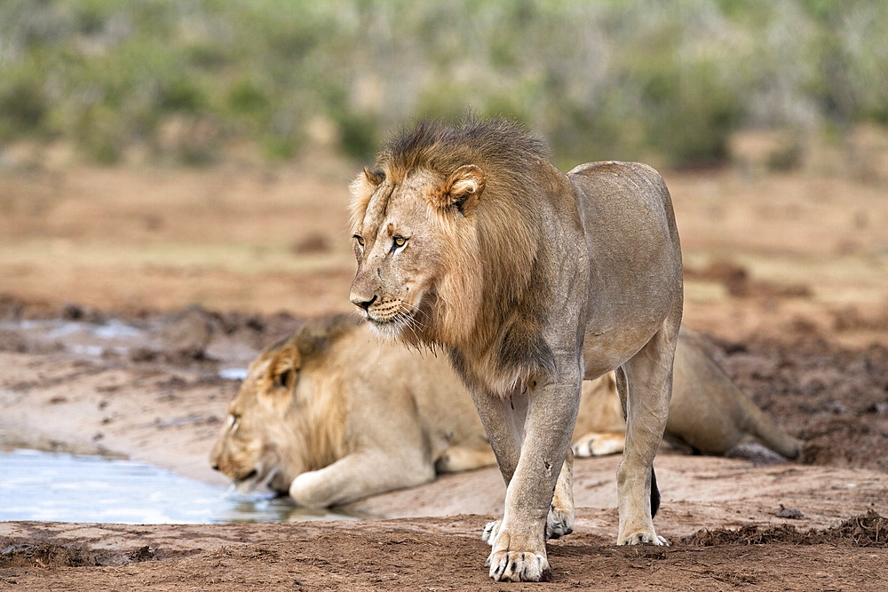 Male lions  Panthera leo), Addo National Park, Eastern Cape, South Africa, Africa