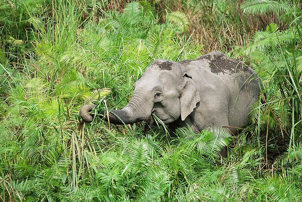 WildAsian elephant, Elephas maximus, feeding, Kaziranga National Park, Assam, India, Asia