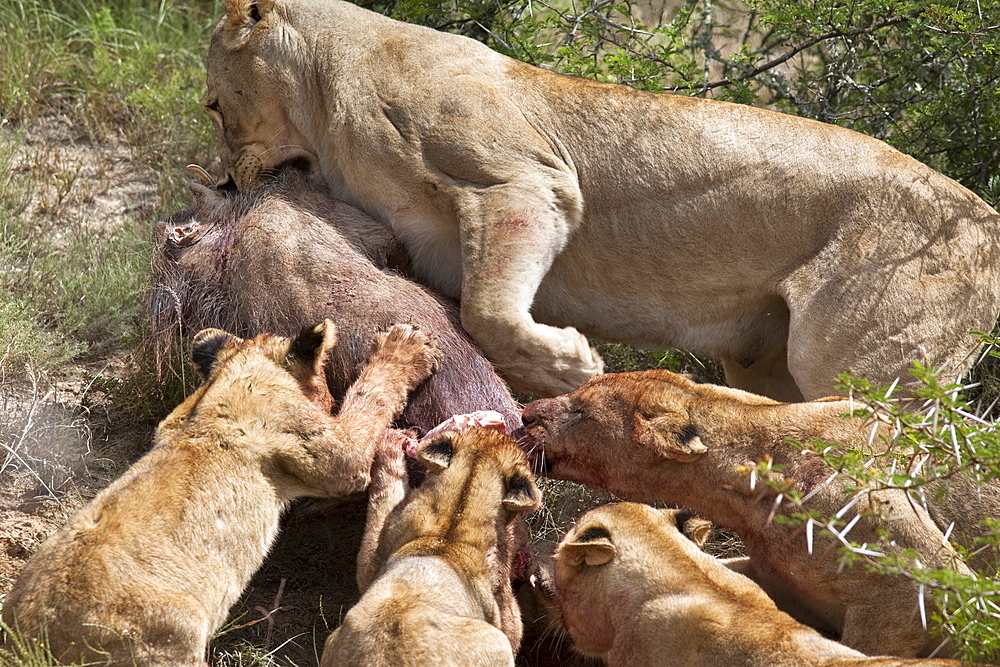 Lioness with cubs (Panthera leo) on warthog kill, Kwandwe private reserve, Eastern Cape, South Africa, Africa