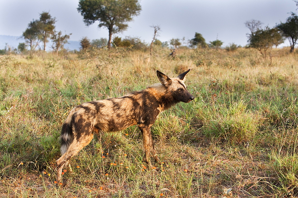 African wild dog (Lycaon pictus), Kruger National Park, South Africa, Africa