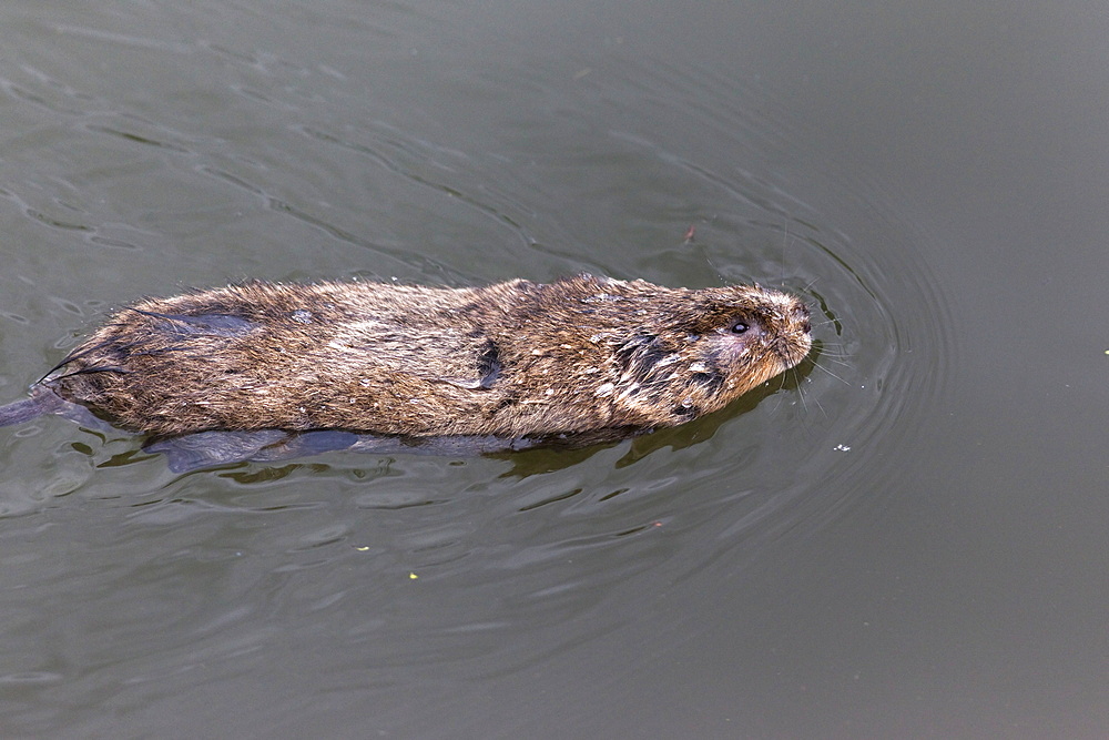 Water vole (Arvicola terrestris), swimming, Gloucester and Sharpness Canal, Shepherd's Patch, Gloucestershire, England, United Kingdom, Europe