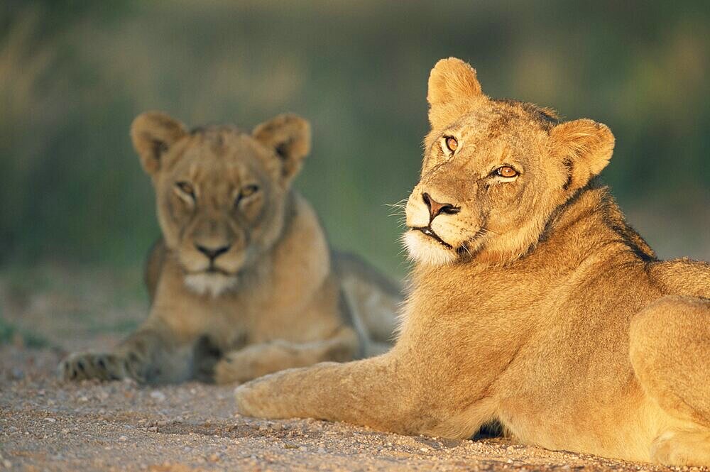 Lioness, Panthera leo, Kruger National Park, South Africa, Africa