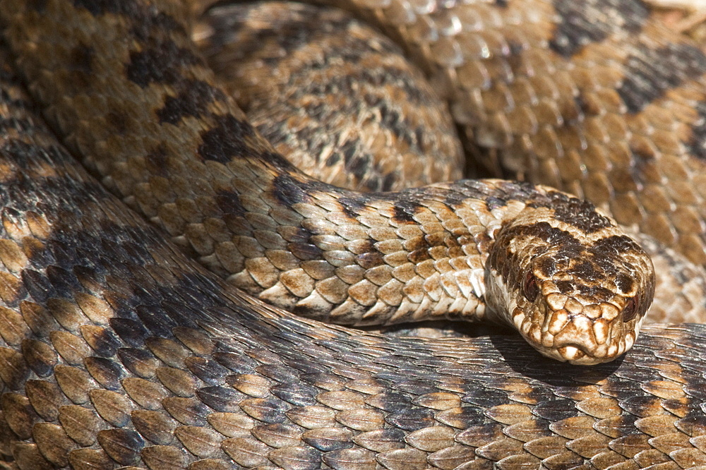 Adder (Vipera berus) in closeup, before shedding skin, Northumberland National Park, England, United Kingdom, Europe