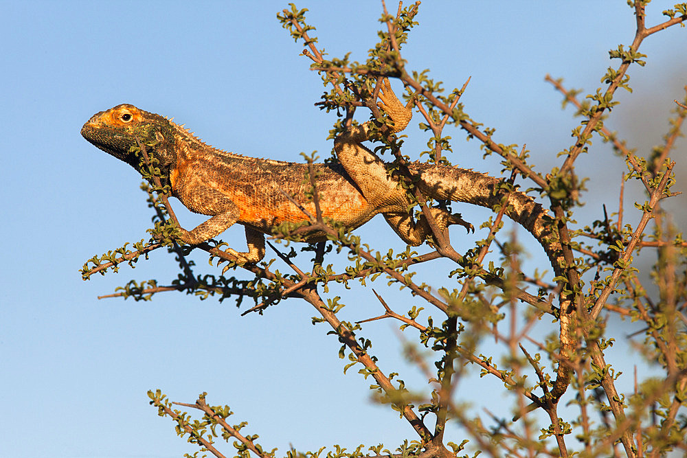 Ground agama (Agama aculeata), Kgalagadi Transfrontier Park, South Africa, Africa