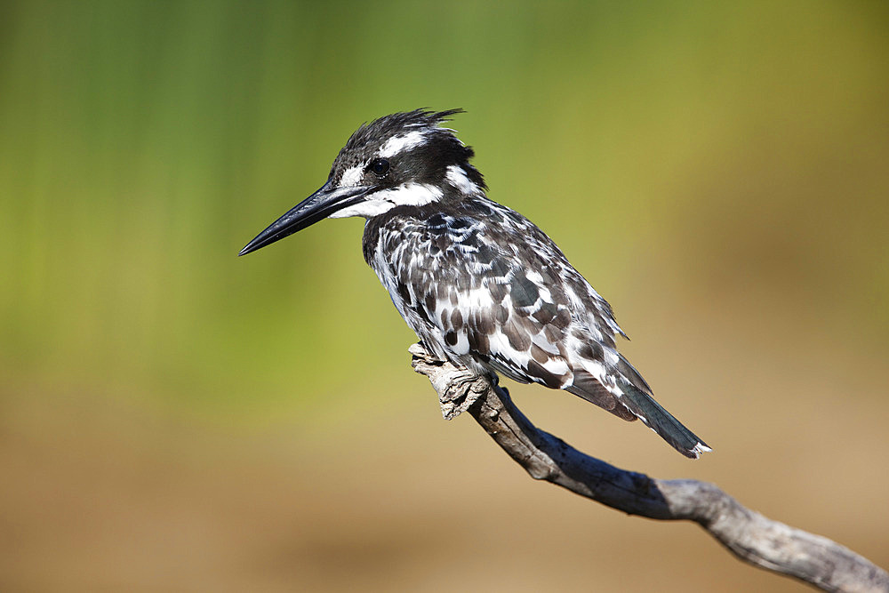 Pied kingfisher (Ceryle rudis), Intaka Island, Cape Town, South Africa, Africa