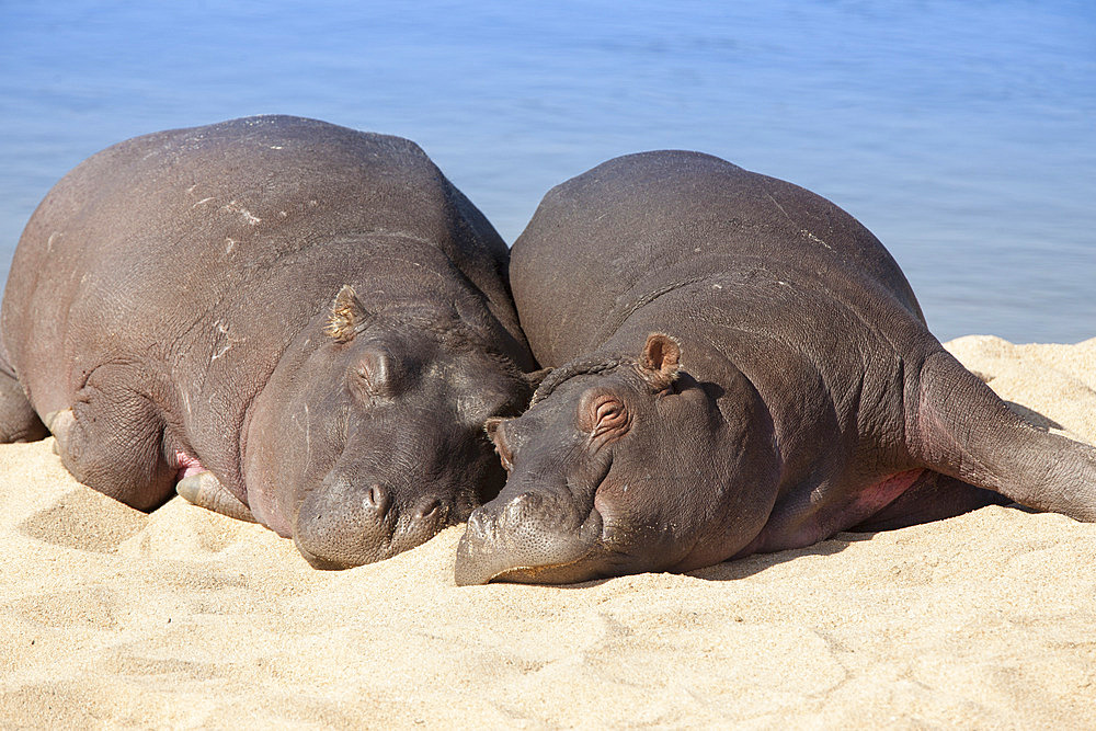 Hippopotamus (Hippopotamus amphibius) sleeping, Kruger National Park, Mpumalanga, South Africa, Africa