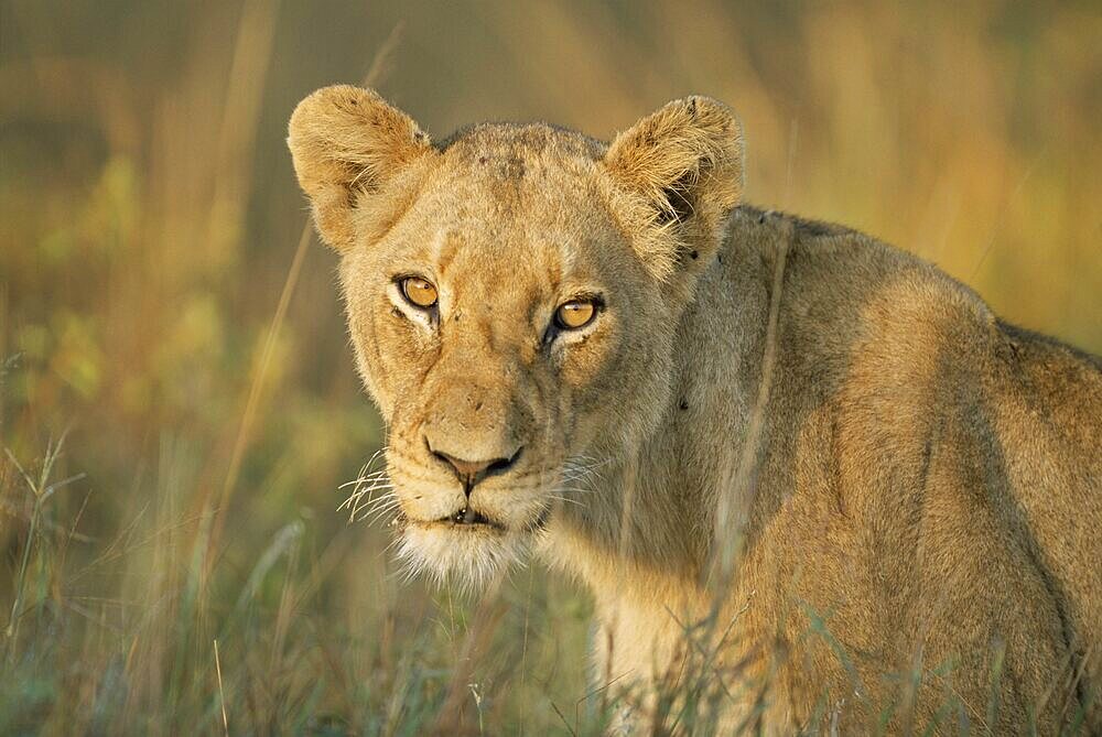 Lioness, Panthera leo, Kruger National Park, South Africa, Africa