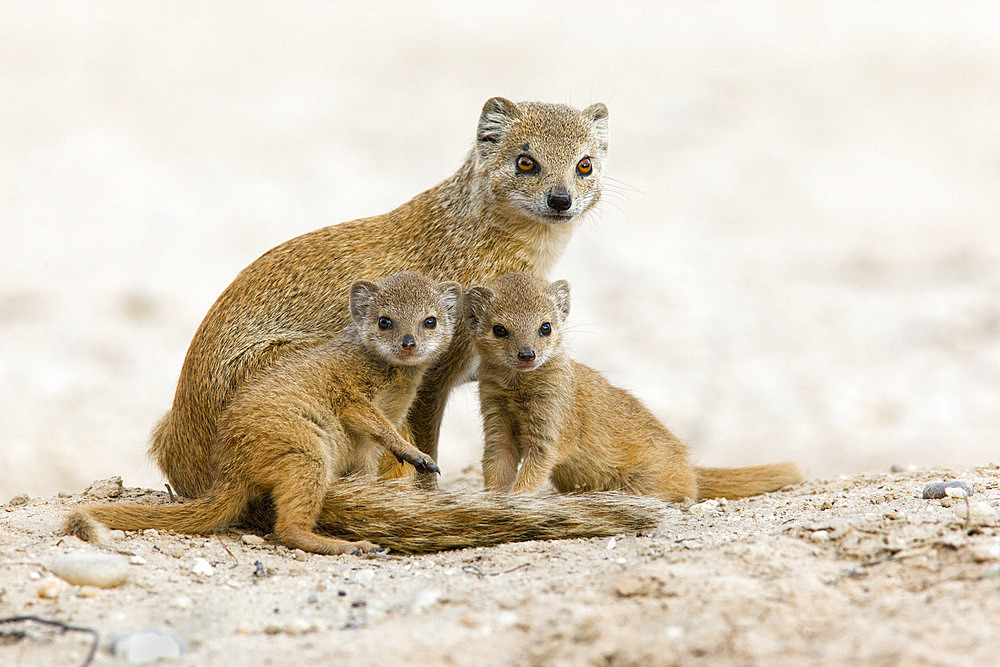 Yellow mongoose (Cynictis penicillata) with young, Kgalagadi Transfrontier Park, South Africa, Africa