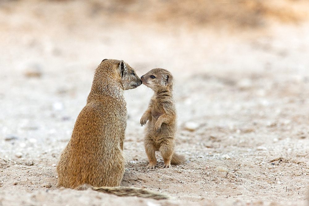 Yellow mongoose (Cynictis penicillata) with young, Kgalagadi Transfrontier Park, South Africa, Africa