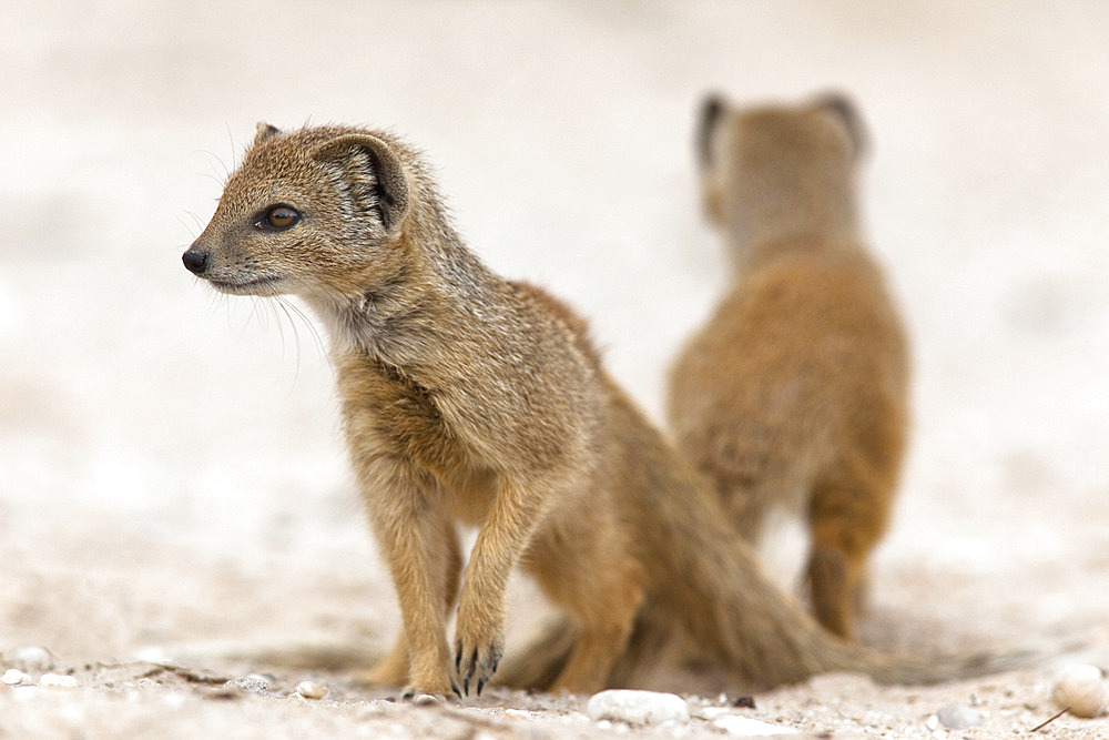 Yellow mongoose (Cynictis penicillata) subadults at den, Kgalagadi Transfrontier Park, South Africa, Africa