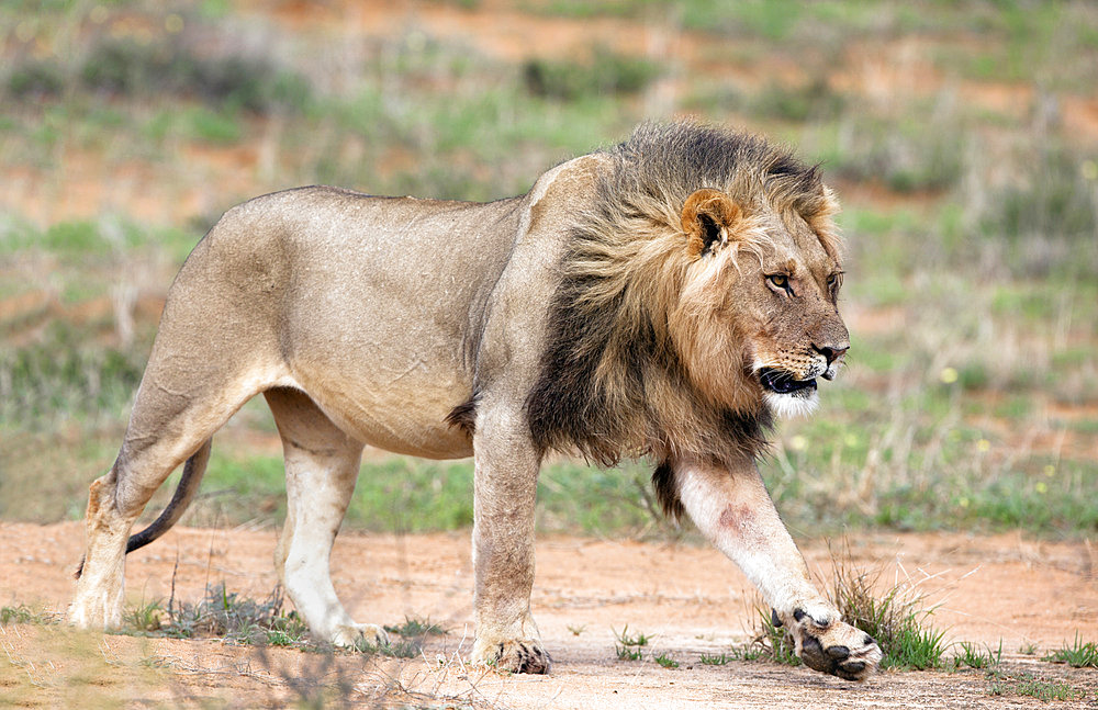 Lion (Panthera leo), Kgalagadi Transfrontier Park, Northern Cape, South Africa, Africa