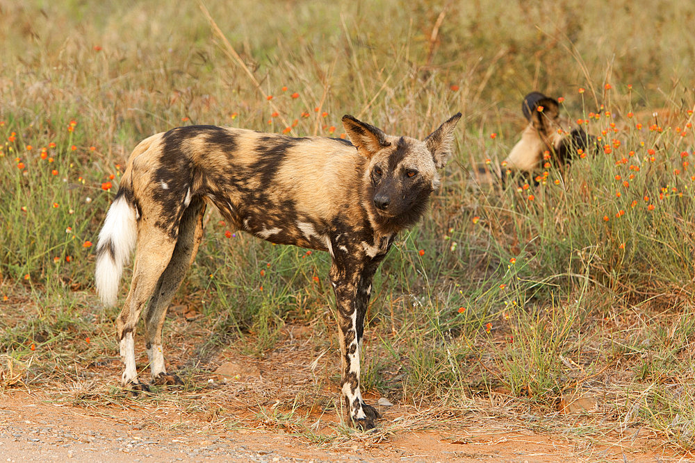 African wild dogs (Lycaon pictus), Kruger National Park, South Africa, Africa