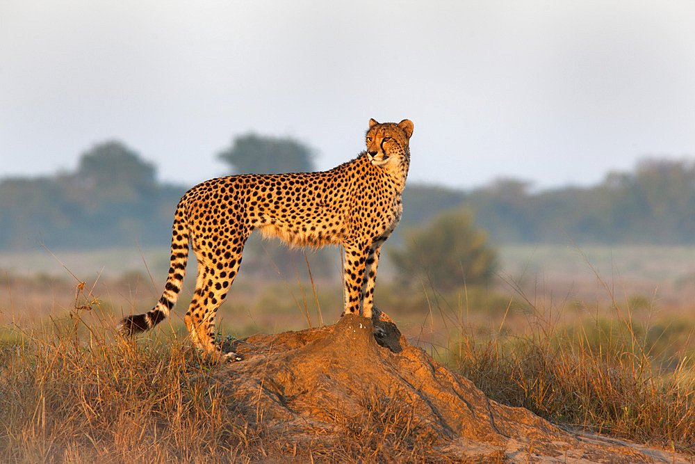 Cheetah female (Acinonyx jubatus), Phinda private game reserve, Kwazulu Natal, South Africa, Africa