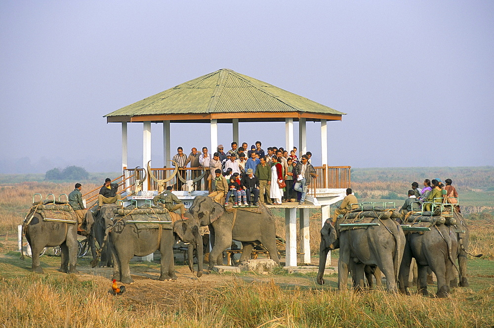 Tourists on elephant back safari, Kaziranga National Park, Assam state, India, Asia