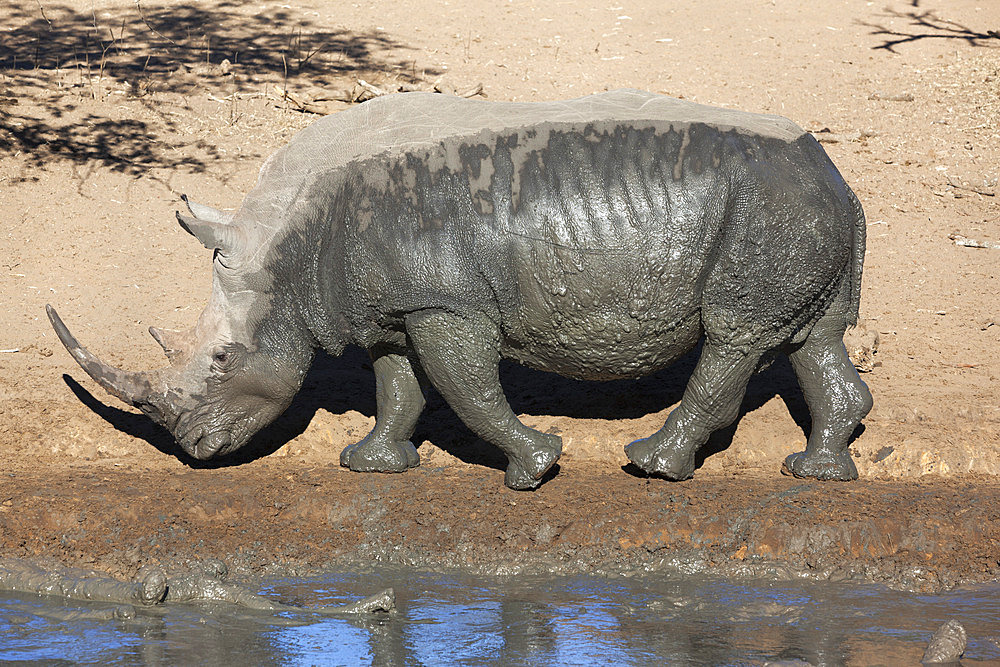 White rhino (Ceratotherium simum), Mkhuze game reserve, Kwazulu Natal, South Africa, Africa