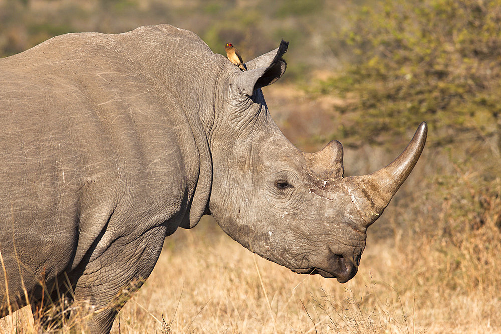 White rhino (Ceratotherium simum), Imfolozi game reserve, KwaZulu-Natal, South Africa, Africa