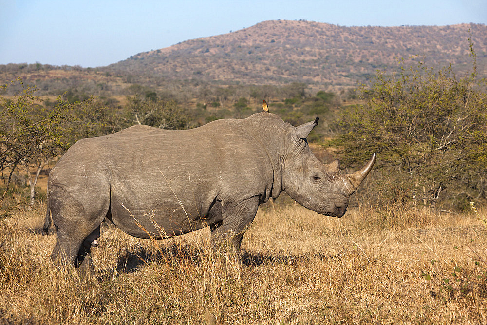 White rhino (Ceratotherium simum), Imfolozi game reserve, KwaZulu-Natal, South Africa, Africa