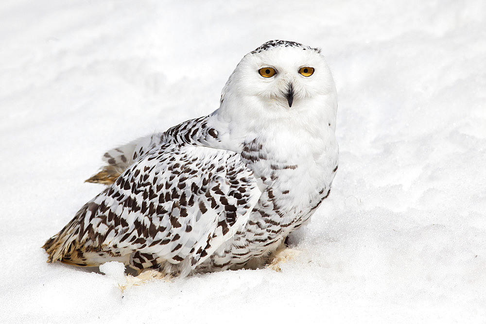 Snowy owl (Nictea scandiaca) female, captive, United Kingdom, Europe