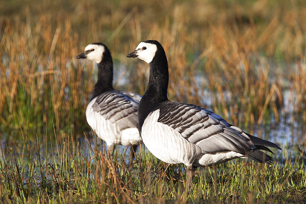 Barnacle geese (Branta leucopsis), Loch Gruinart RSPB reserve, Islay, Scotland, United Kingdom, Europe