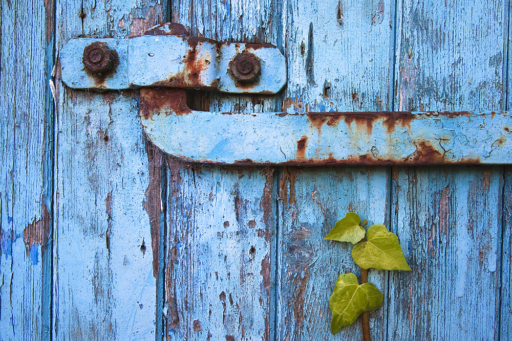 Ivy (Hedera sp) growing on old barn door, Scotland, United Kingdom, Europe