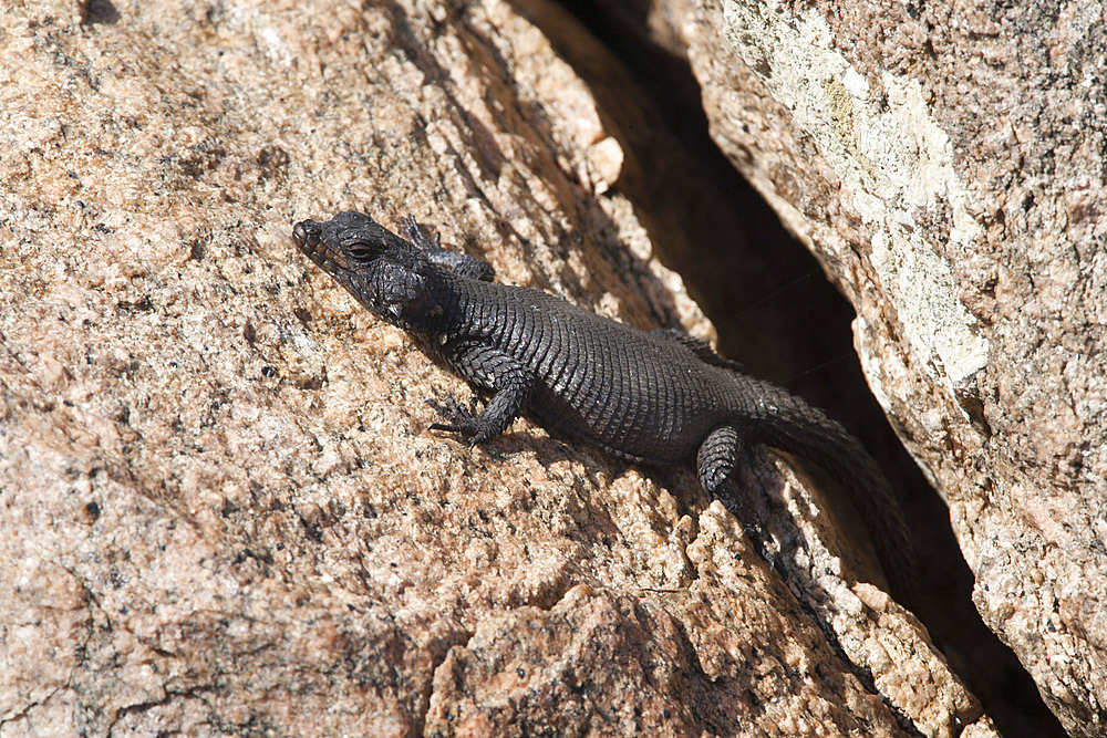 Karoo girdled lizard (Cordylus polyzonus), Namaqua coast, Northern Cape, South Africa, Africa